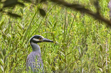 Black-crowned Night Heron Profile
