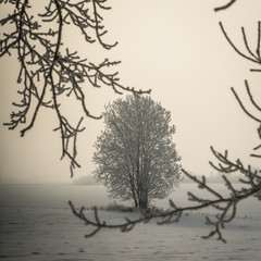 Fototapeta premium white winter cold frost day