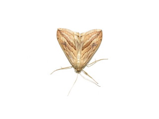 Obraz premium The garden pebble Evergestis forficalis nocturnal butterfly isolated on white background