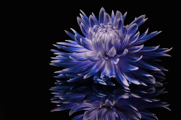 dahlia flower