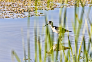 Shorebird in Water