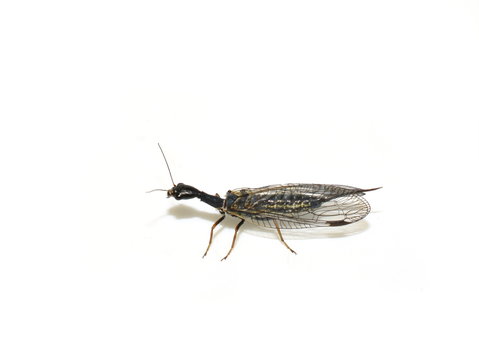 The snakefly Phaeostigma notata female isolated on white background