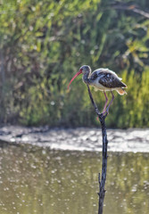 Ibis on Branch above Water