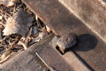 railroad spike in 