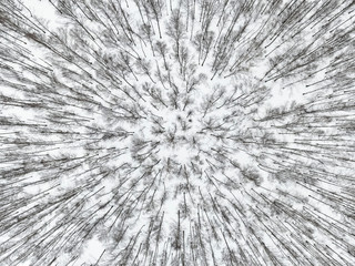 Aerial view of forest in Russia