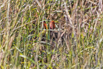 Mexican Whistling Ducks