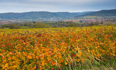 Weinberge oberhalb von Ettenheim in der Ortenau