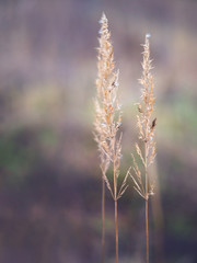 Fototapeta na wymiar Selective soft focus of dry grass. Shallow depth of field. 