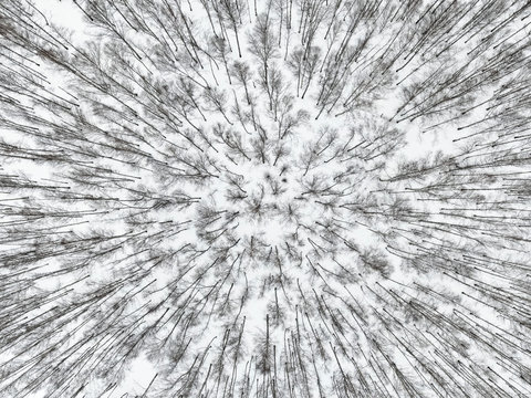 Aerial view of forest in Russia