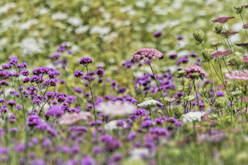 Obraz premium Wildflowers in Meadow