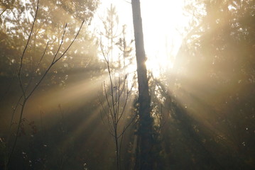 fog sun in autumn forest