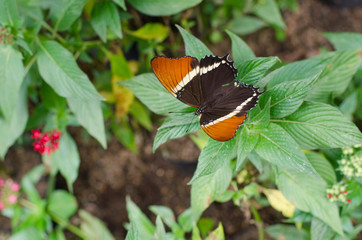 Colombian butterfly: Rusty-tipped page (Siporeta epahus epaphus)