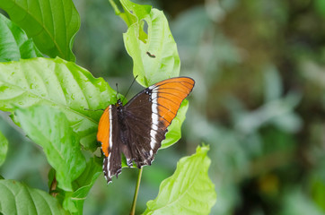 Colombian butterfly: Rusty-tipped page (Siporeta epahus epaphus)