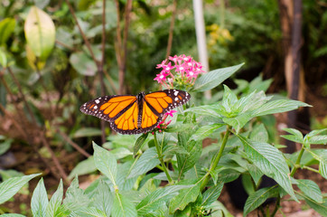 Dorsal view of Monarch butterfly (Danaus plexippus)