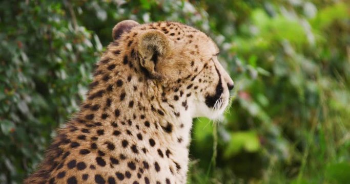 Close-up of cheetah against plants in forest