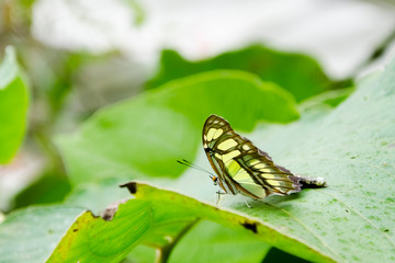 Malachite butterfly (Siproeta stelenes) with green leaf