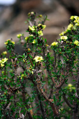 flowers in the garden