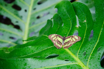 Malachite butterfly (Siproeta stelenes) on a big green leaf