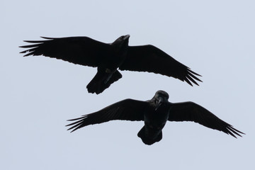 Two common raven (corvus corax) flying to the viewer and looking angry