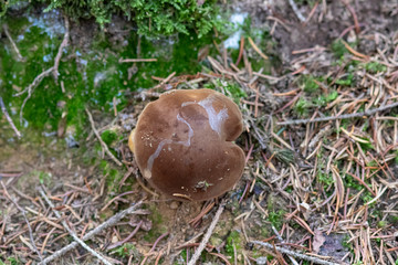 Mushroom growing in the forest