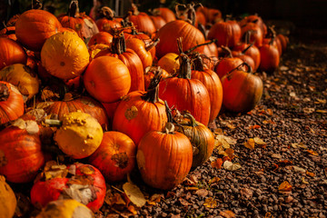 Herbstzusammensetzung mit reifen orange Kürbisen und gefallenen Blättern.