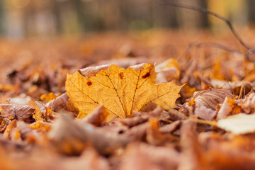 Yellow maple autumn leaf on the ground. Close up.