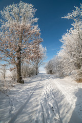 Fototapeta premium white winter cold frost day
