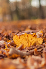 Yellow maple autumn leaf on the ground. Close up.