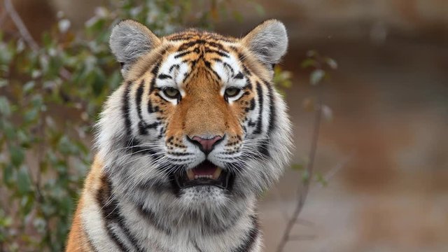 Siberian tiger cub portrait