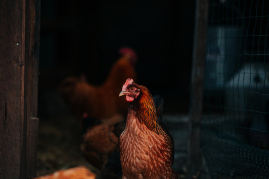 Speckled Red Hen