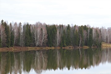 Fototapeta na wymiar Beautiful autumn landscape: a pond and fir-trees and bare birch trees growing on the shore.