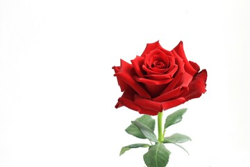 Open flower bud rose with green leaf on the white background. Isolated as gift on valentine days.