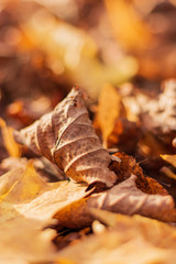 Brown and yellow carpet of leaves on the ground. Close up.