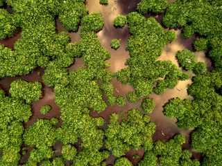 Mangrove forest from above