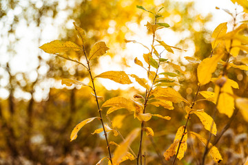 yellow autumn leaves against the setting sun