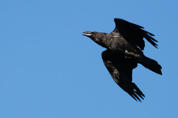 Portrait of a common raven (corvus corax) with open mouth