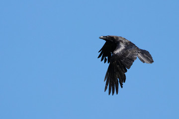 Portrait of a common raven (corvus corax) from the side