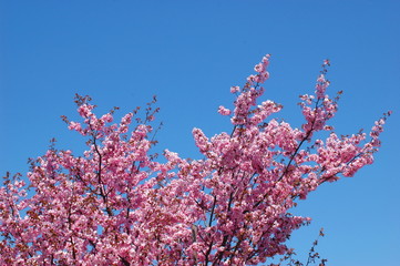 エゾヤマザクラの花と青空001