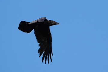 Portrait of a common raven (corvus corax) from the side
