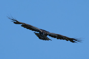 Common Raven (corvus corax) flying towards the viewer 