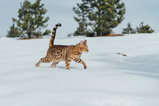 Bengal cat in wilderness