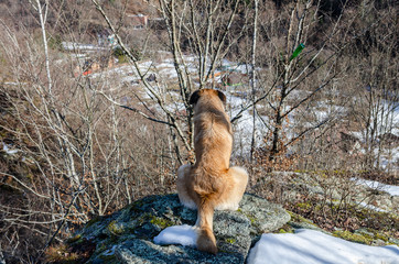 Dog watching down the hill from the cliff - lifestyle photo