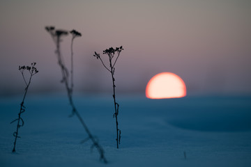 cold sunset, and branches
