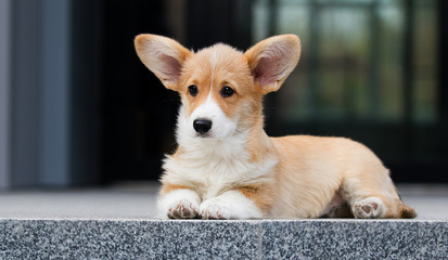 welsh corgi puppy on a city street