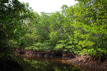 Fototapeta na wymiar Mangrove in Nusa Lembongan island, Bali, Indonesia