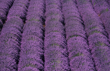 Fototapeta na wymiar six lines of fully parallel flowered lavender