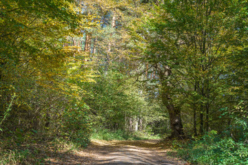 Low angle view of a road in the middle of a forest Trees forming a tunnel over a road in autumn. Ukraine