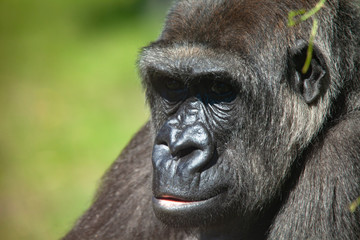 Obraz premium Gorilla im Gedanken