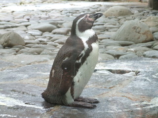 Obraz premium penguin