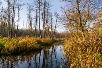 Złota Polska Jesień nad rzeką Supraśl, Podlasie, Polska